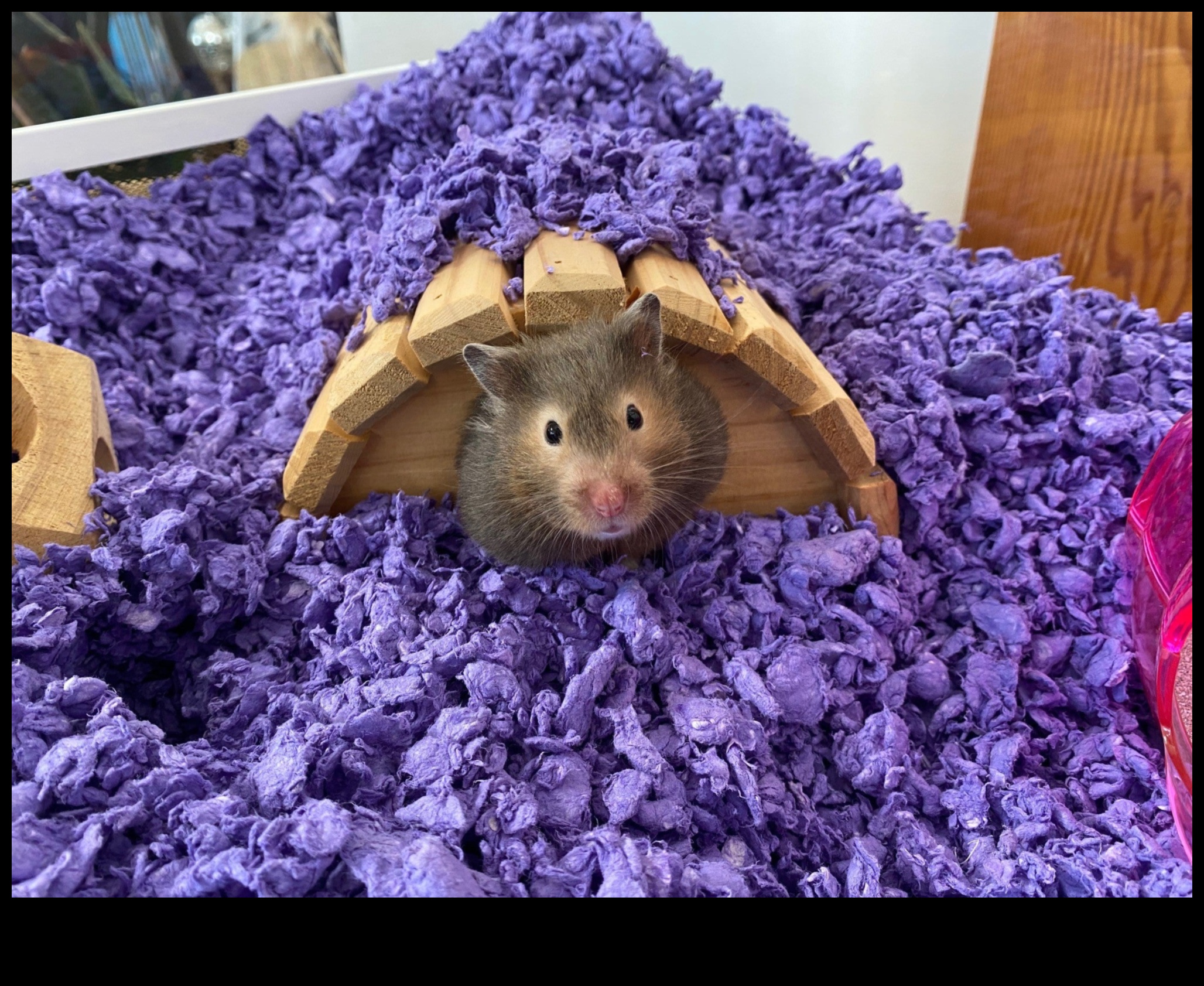 Pocket Pet Perfection: mazo grauzēju un kāmju kopšanas padomi