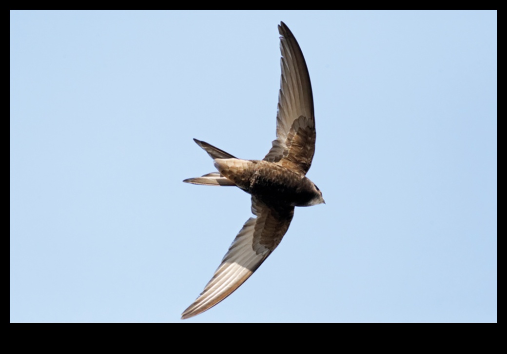 Gaisa akrobāti Putnu lidojuma aizraujošā pasaule 2 Gaisa akrobāti: aizraujošā putnu lidojumu pasaule