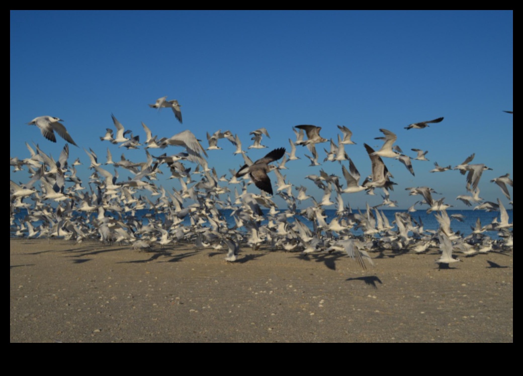 Gaisa akrobāti Putnu lidojuma aizraujošā pasaule 3 Gaisa akrobāti: aizraujošā putnu lidojumu pasaule