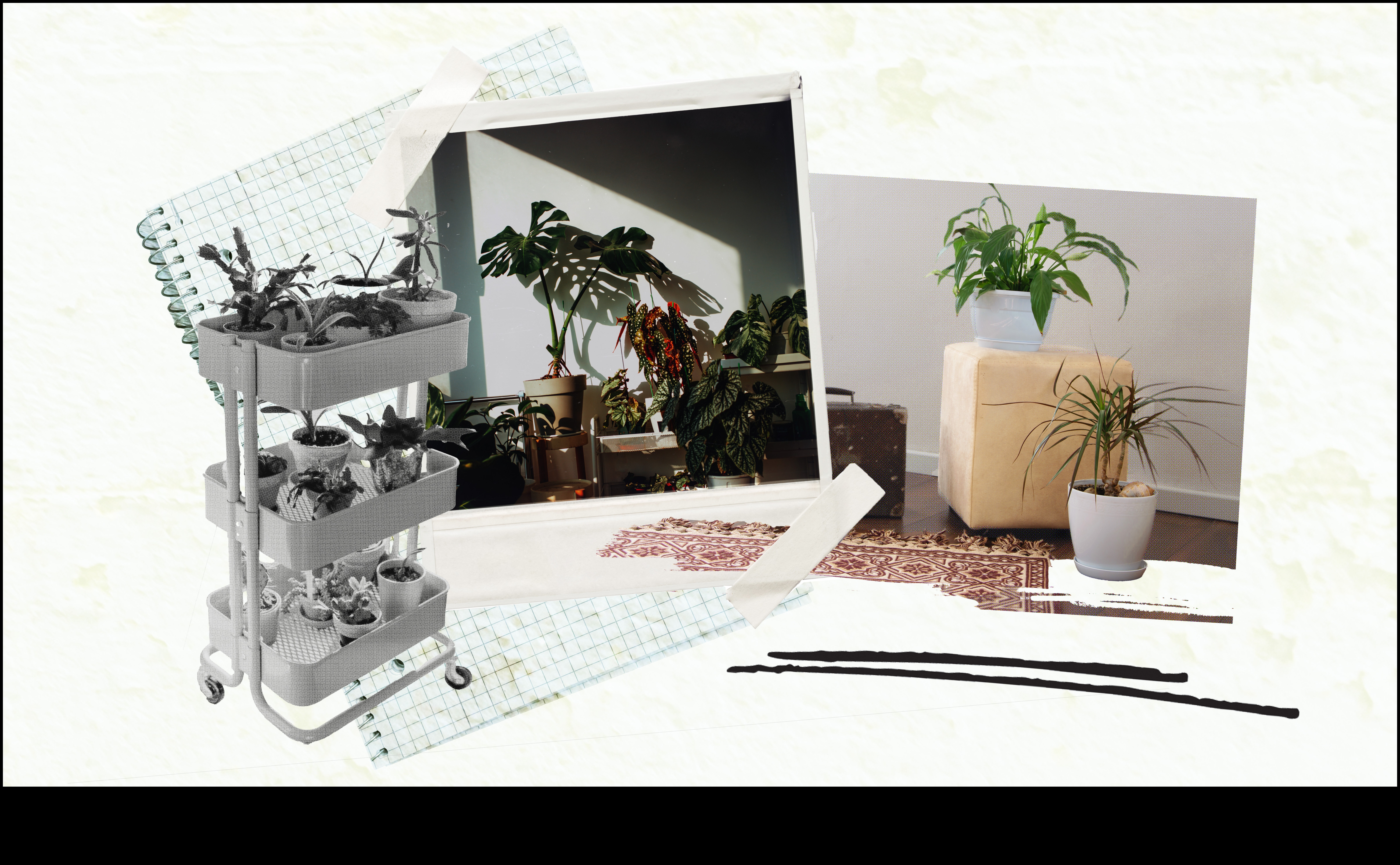 Iesaistieties ārā: svarīgi padomi iekštelpu dārzkopībai