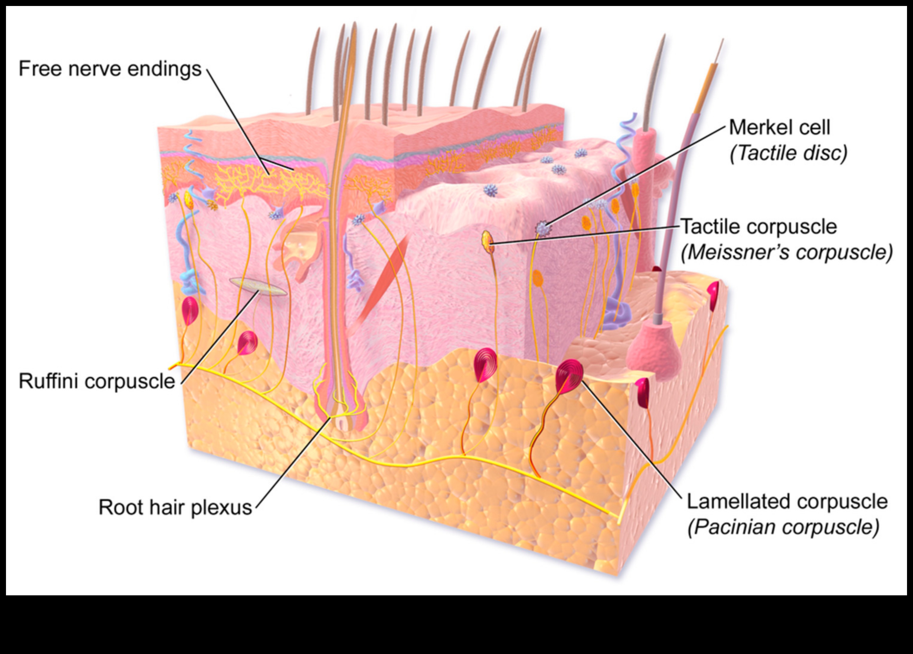 Sensorie triepieni, taustes elementu pievienošana zīmējumiem 5 Sensorie insulti: taustes elementu pievienošana zīmējumiem