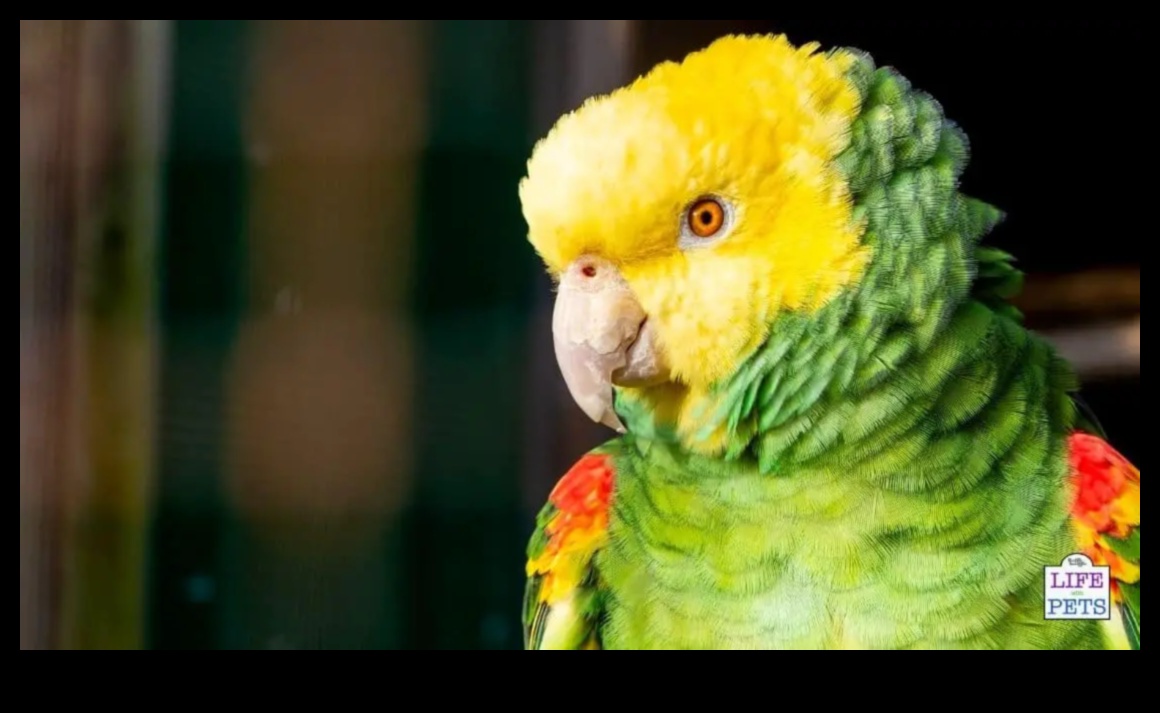 Parrot Play Palace Turpinājums: DIY papildinājumi bagātināšanai