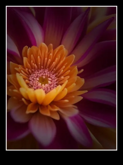 Veidota saules gaisma: formas un ēnu noteikšana ar makrofotografēšanas stiliem