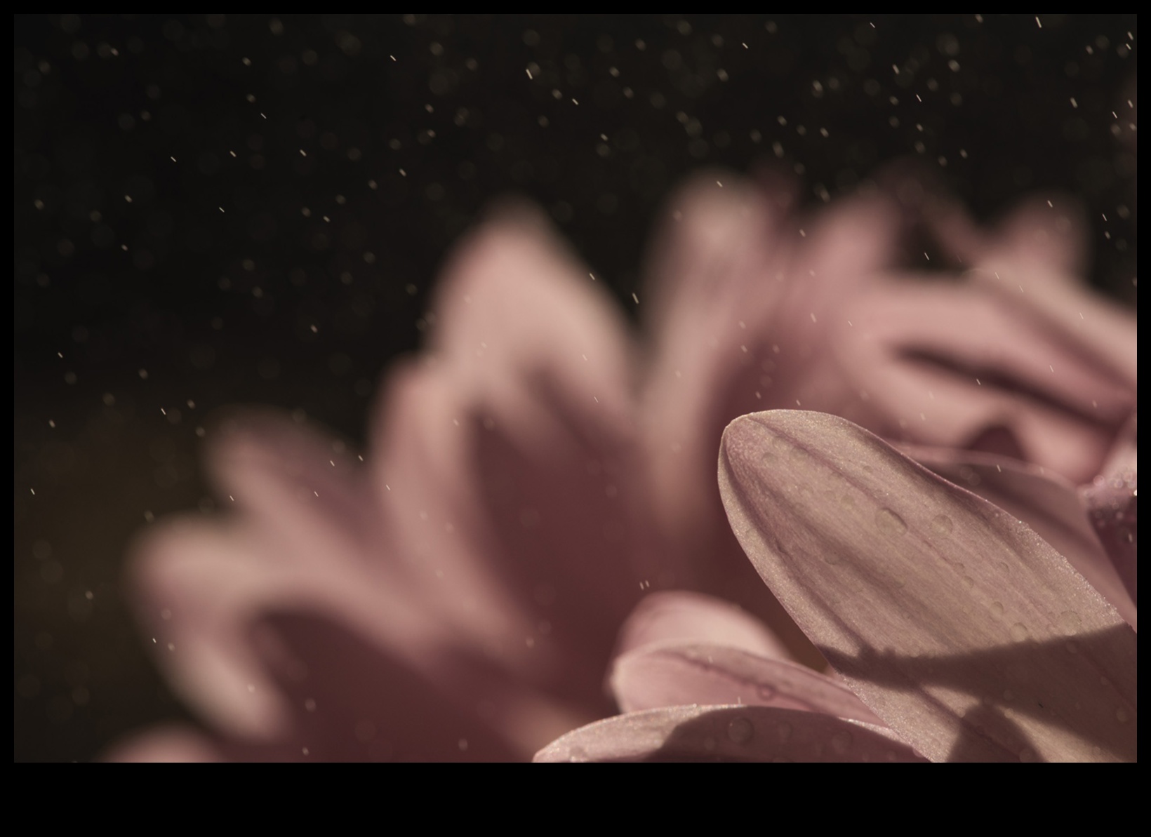 Veidota saules gaisma: formas un ēnu noteikšana ar makrofotografēšanas stiliem