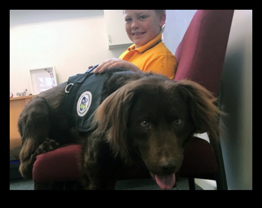 Suņu karjera: darba suņu potenciāla atraisīšana