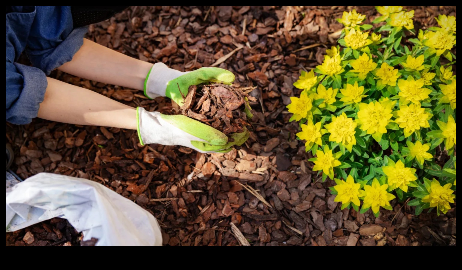 Sakņots starojums: dārza mirdzuma noslēpumu atklāšana ar kopšanu