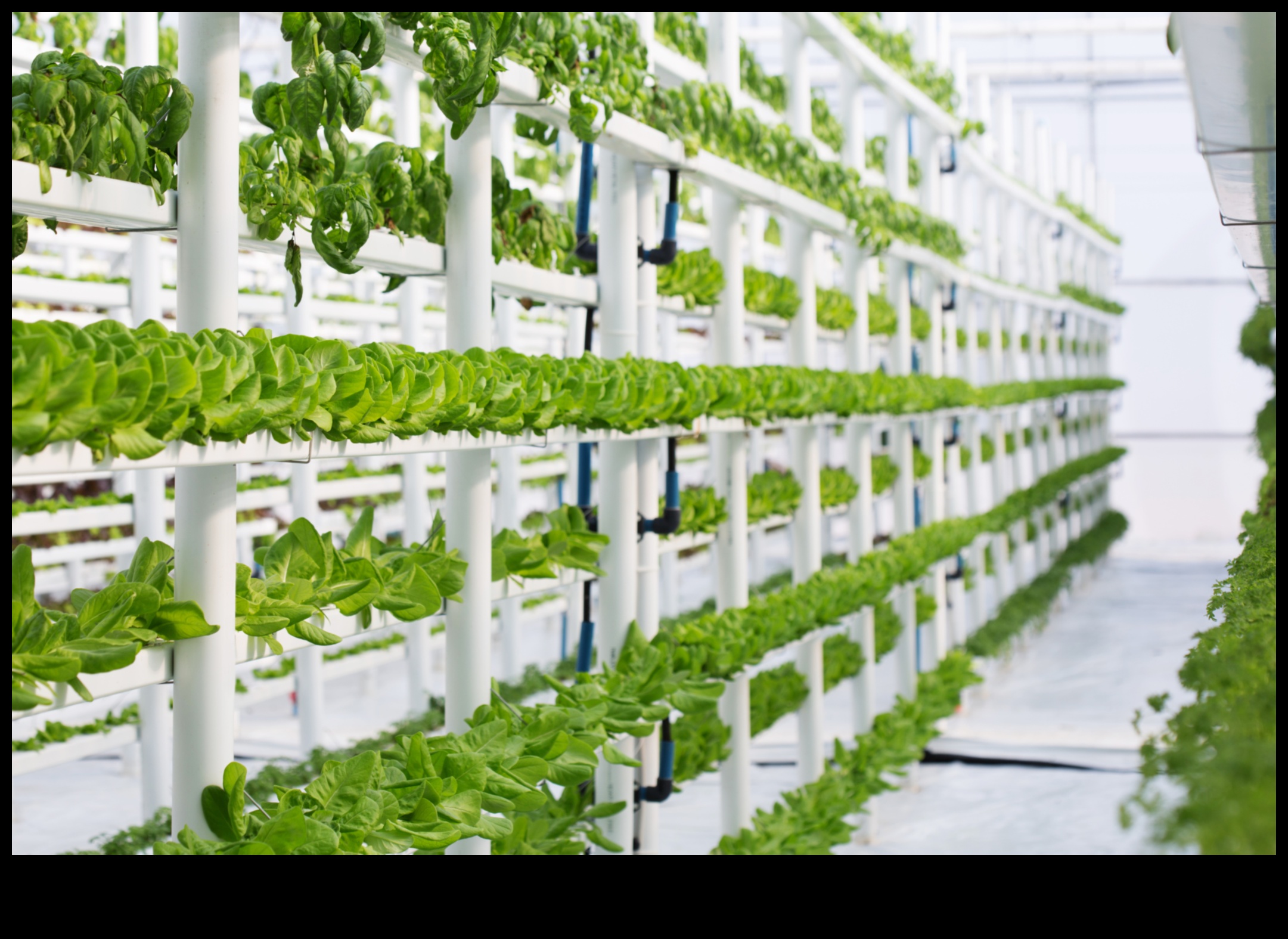 Paaugstināta elegance: vertikālās dārzkopības pilnība