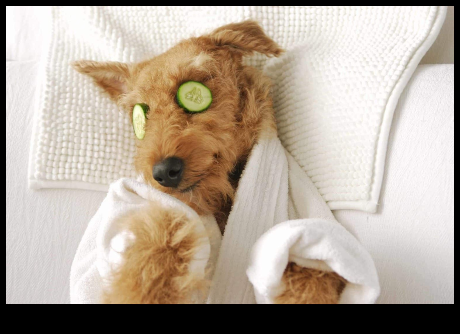 Doggy Day Spa: palutiniet savu kucēnu ar kopšanu ar savām rokām