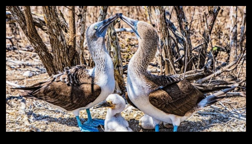 Spalvu ģimenes turpinājums: Vecāku aprūpe putnu pasaulē