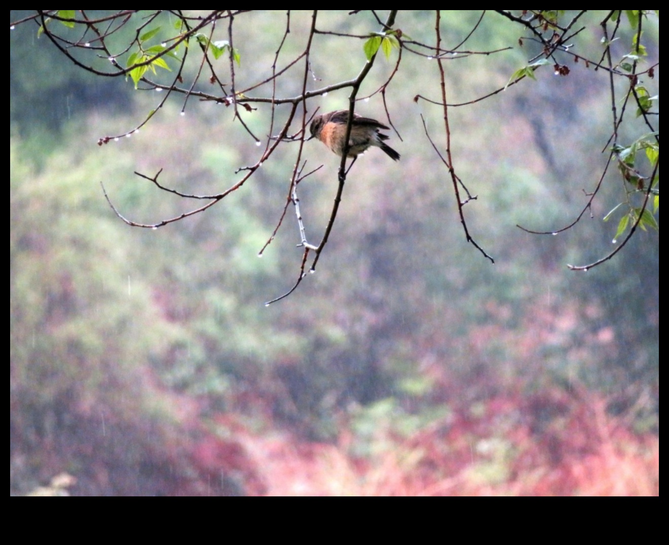 Sēžamība: kā putni apgūst līdzsvarošanas mākslu
