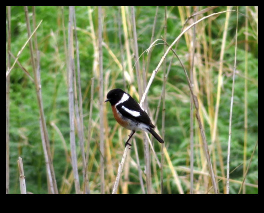 Sēžamība: kā putni apgūst līdzsvarošanas mākslu