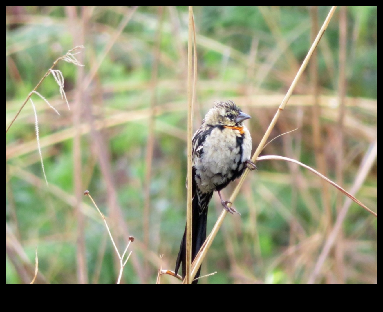 Sēžamība: kā putni apgūst līdzsvarošanas mākslu