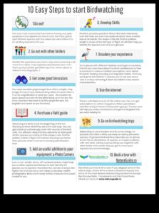 Birding iesācējiem: svarīgi padomi jaunajiem putnu vērotājiem