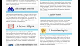 Birding iesācējiem: svarīgi padomi jaunajiem putnu vērotājiem