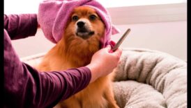 Doggy Day Spa: palutiniet savu kucēnu ar kopšanu ar savām rokām