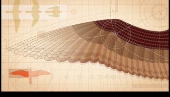 Sēžamība: kā putni apgūst līdzsvarošanas mākslu