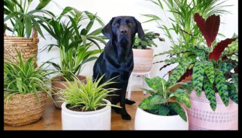 Mājdzīvniekiem droši augi Turpinājums: Iekštelpu dārza kolekcijas paplašināšana