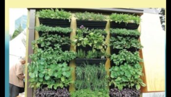 Paaugstināta elegance: vertikālās dārzkopības pilnība