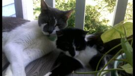 Pakaišu kastes pazemināšana: kaķu higiēna un apkope