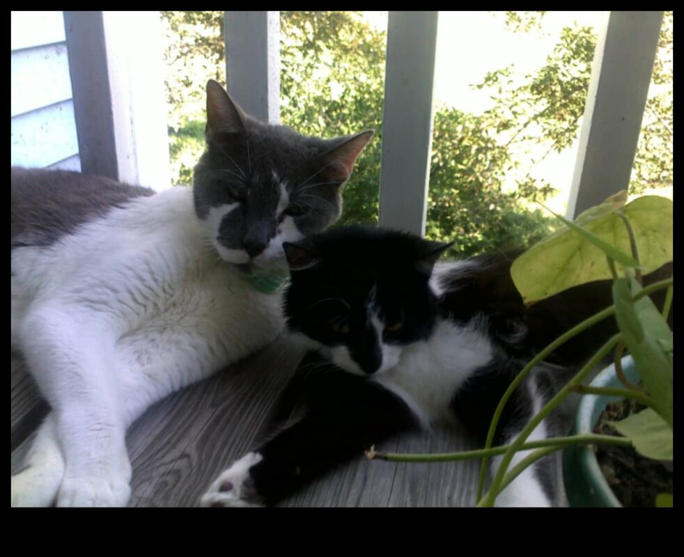 Pakaišu kastes pazemināšana: kaķu higiēna un apkope