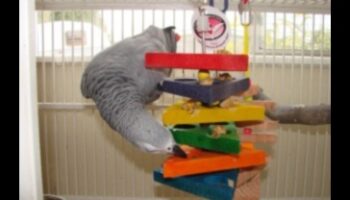 Parrot Play Palace Turpinājums: DIY papildinājumi bagātināšanai