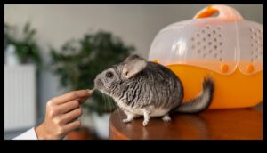 Pocket Pet Perfection: mazo grauzēju un kāmju kopšanas padomi