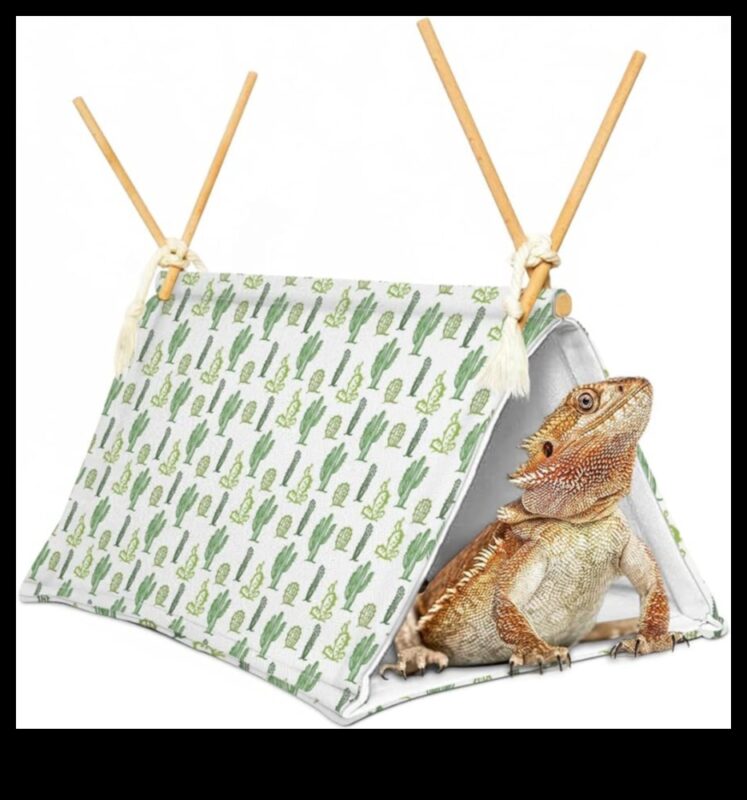 Reptile Retreat Turpinājums: DIY atpūtas vietas atpūtai