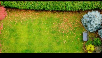 Sakņots starojums: dārza mirdzuma noslēpumu atklāšana ar kopšanu