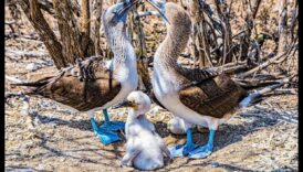 Spalvu ģimenes turpinājums: Vecāku aprūpe putnu pasaulē