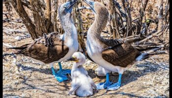 Spalvu ģimenes turpinājums: Vecāku aprūpe putnu pasaulē