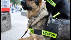 Suņu profesija, kas atraisa darba suņu potenciālu 4 Suņu karjera: darba suņu potenciāla atraisīšana