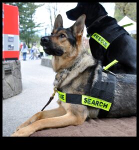 Suņu karjera: darba suņu potenciāla atraisīšana